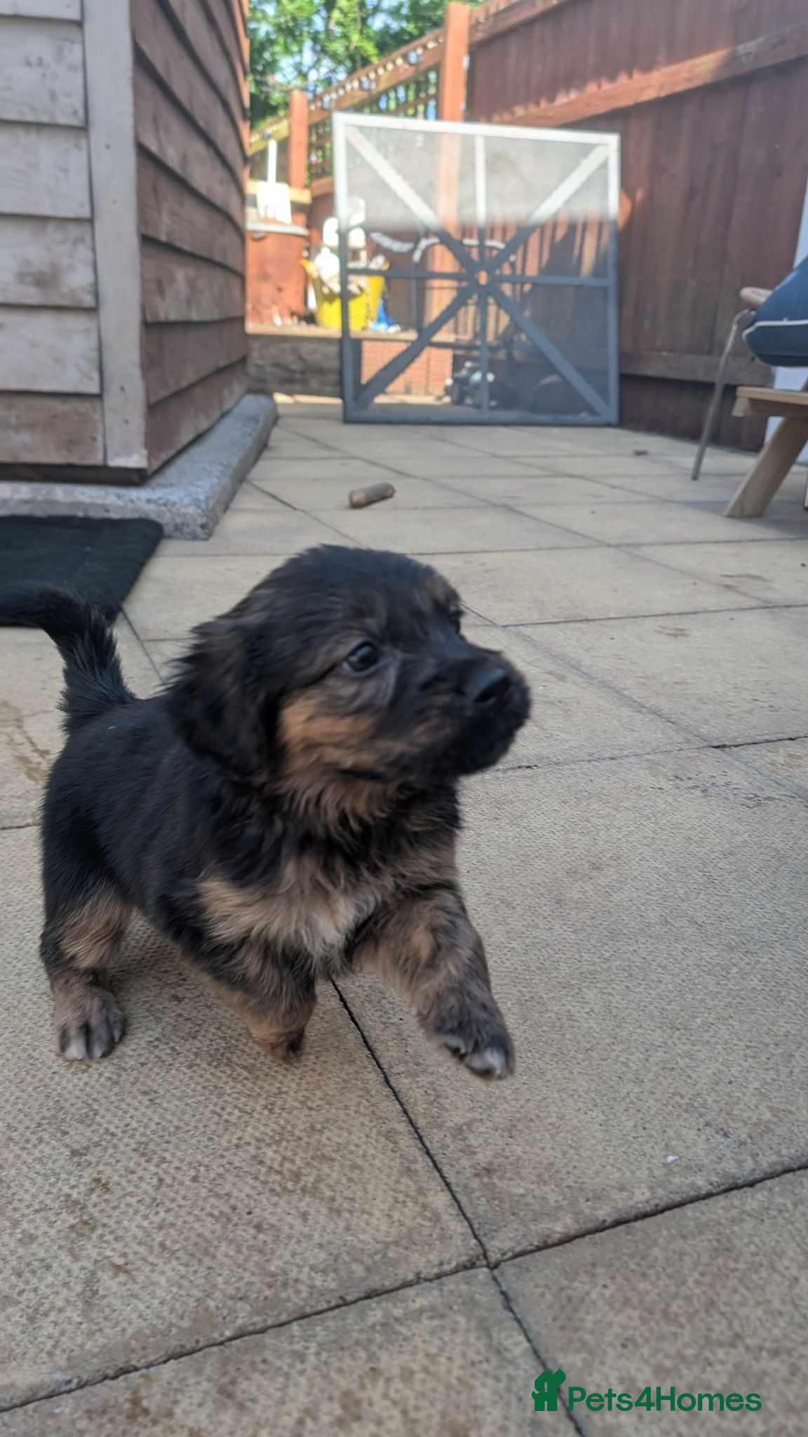 Mixed Breed dogs 6 pups left !! 12 days to go !!  - Advert 13
