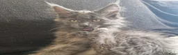 Maine Coon cats for sale: Stunning blue smoke mainecoon  - Advert 9