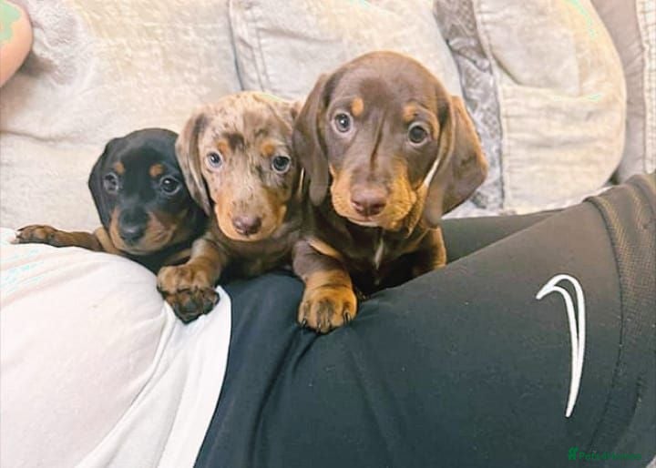 Miniature Dachshund dogs Beautiful miniature dachshund puppies - Advert 5