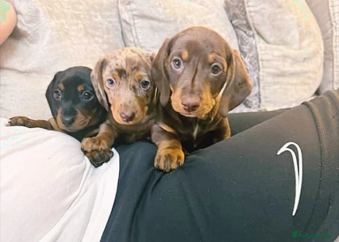 Miniature Dachshund dogs for sale: Beautiful miniature dachshund puppies in Chester - Advert 1