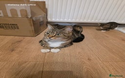 Mixed Breed cats for sale: 4 little kittens looking lovely new home.  - Image 16