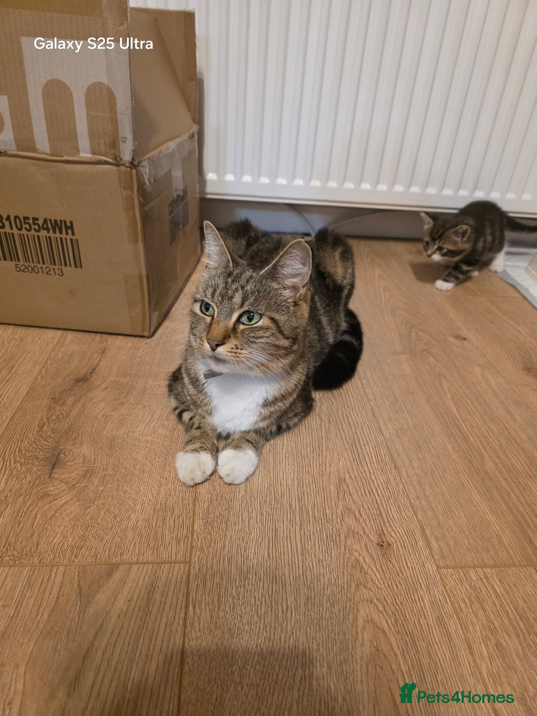 Mixed Breed cats for sale: 4 little kittens looking lovely new home.  - Image 16