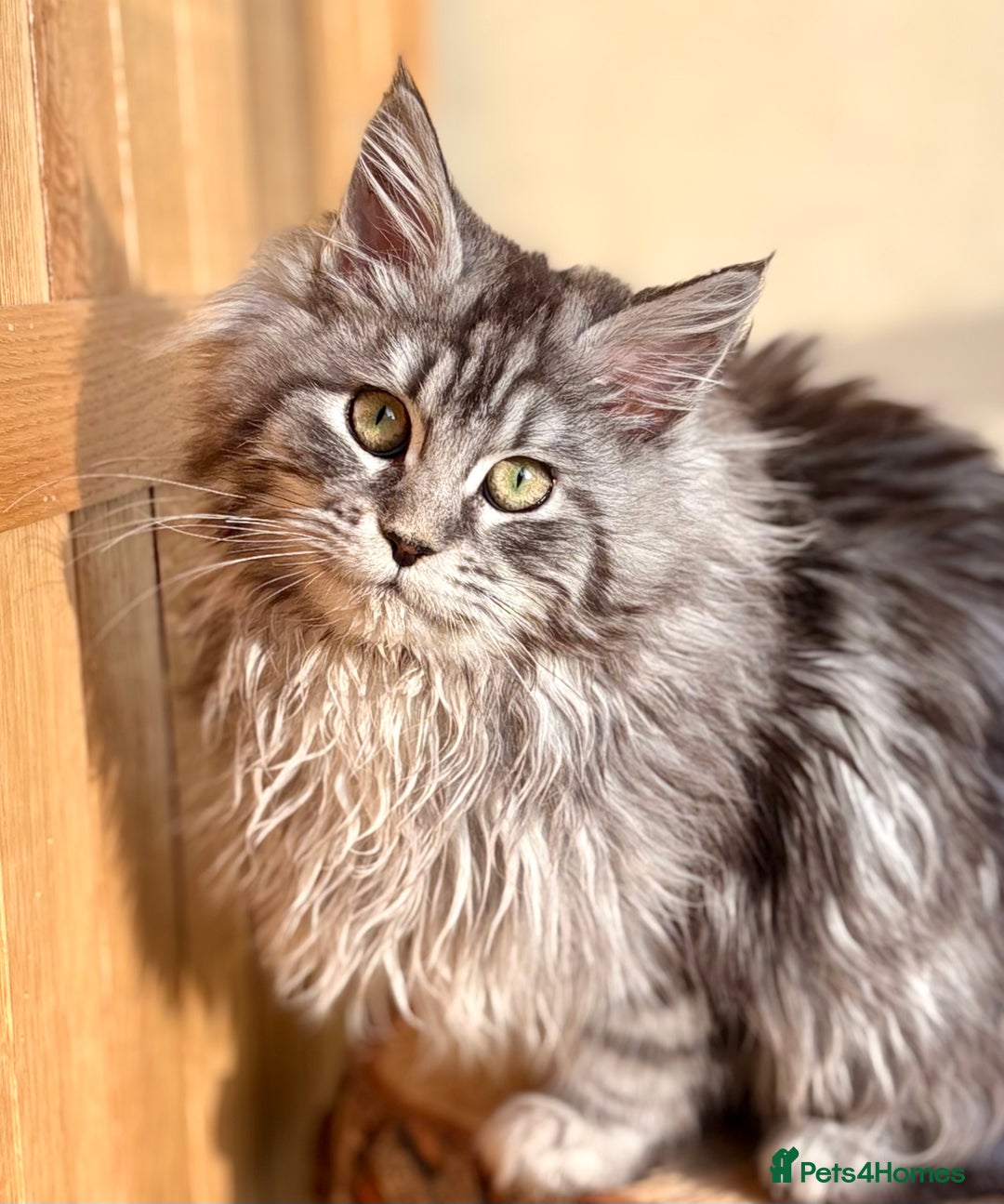 Maine Coon cats for sale: Beautiful Maine coon kittens - Advert 15