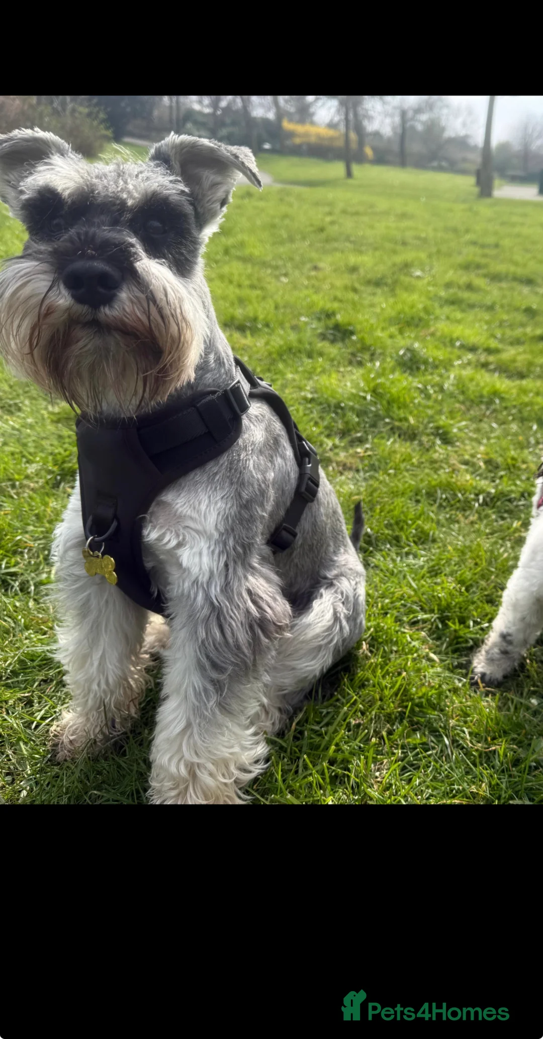 Miniature Schnauzer dogs for sale: 2 year old male miniature schnauzer  - Advert 1