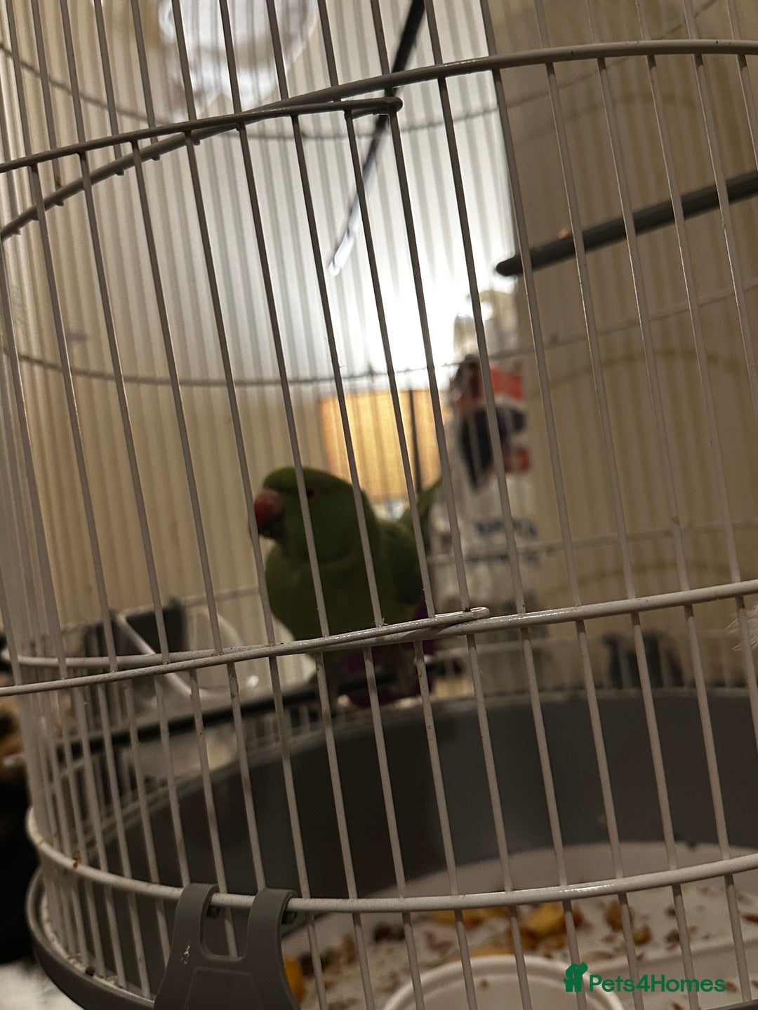 Parrots birds for sale: Beautiful green parrot  - Advert 2