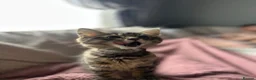 Mixed Breed cats for sale: European beautiful little girl - Advert 12