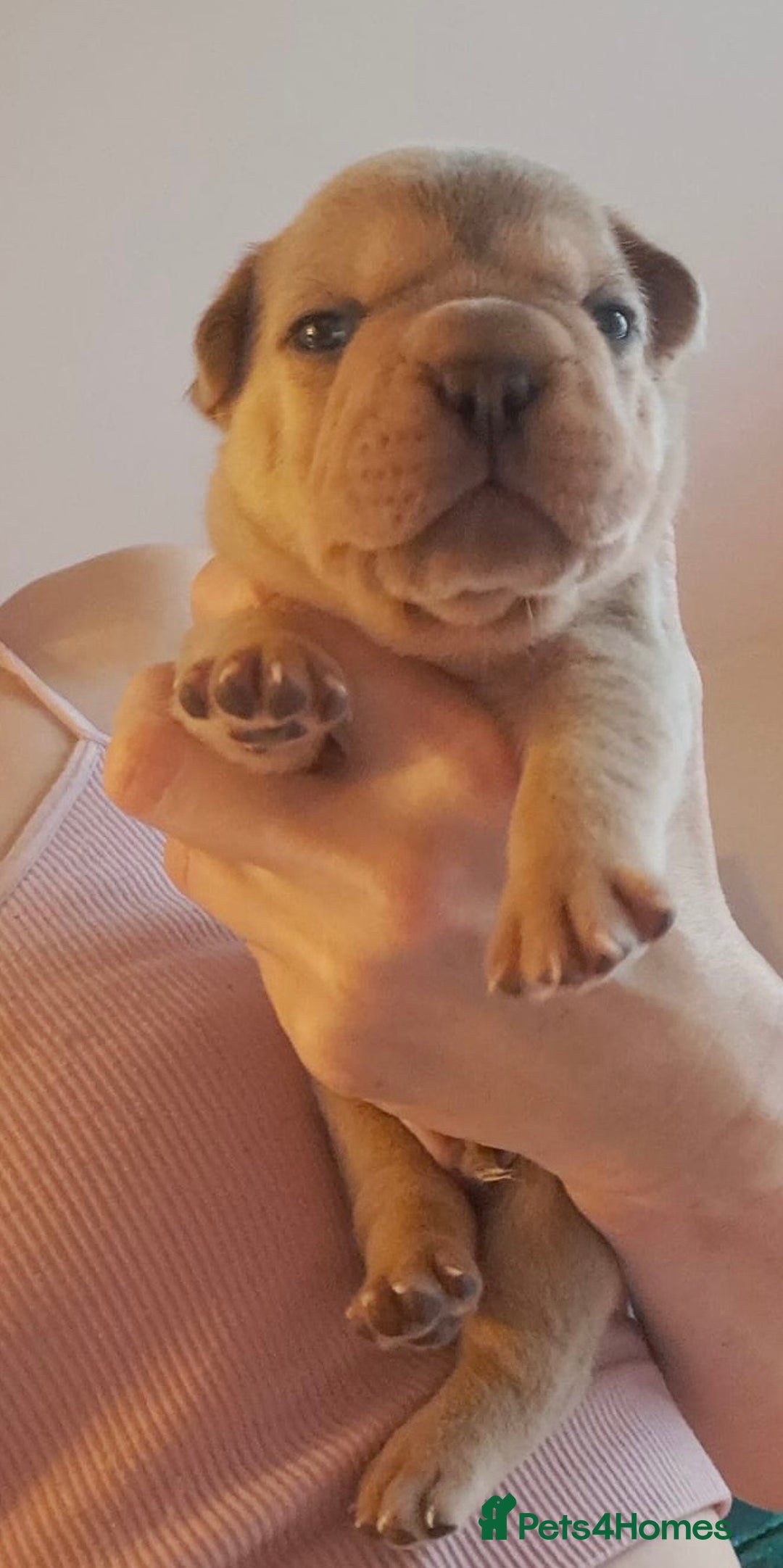 French Bulldog dogs for sale: Chunky french bulldog - Image 10