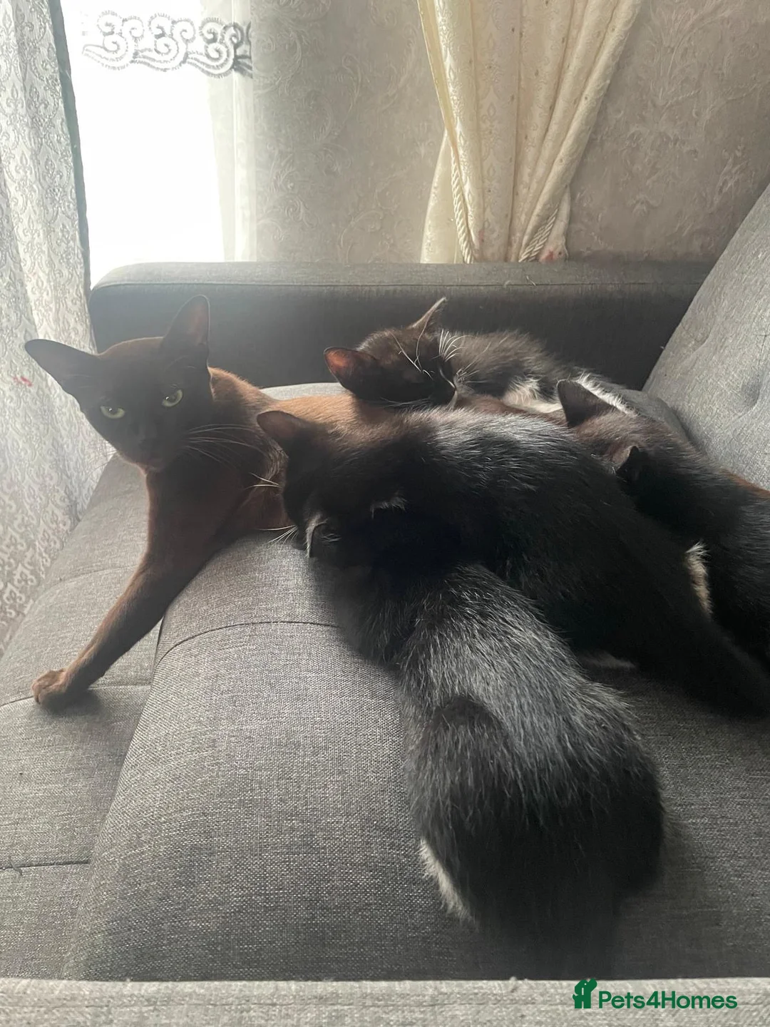 Mixed Breed cats for sale: Beautiful Burmese mix kittens - Advert 7