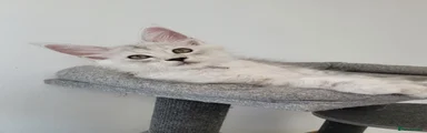 Maine Coon 4