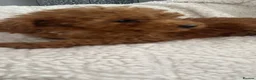 Toy Poodle dogs for sale: Toy poodle puppy for sale  - Advert 11