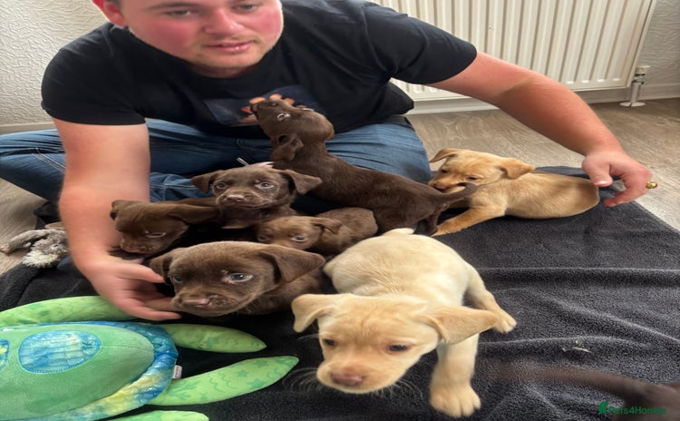 Labrador Retriever dogs - Advert 4