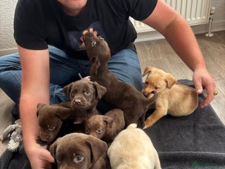 Labrador Retriever dogs - Advert 10