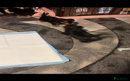 Yorkshire Terrier dogs for sale: 2 Yorkie pedigree boys  - Image 7