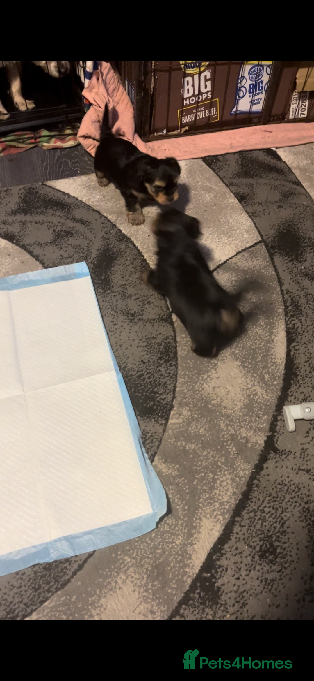 Yorkshire Terrier dogs for sale: 2 Yorkie pedigree boys  - Image 7