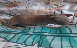 Guinea Pig rodents for sale: Skinny pigs. Various ages + prices. - Image 8