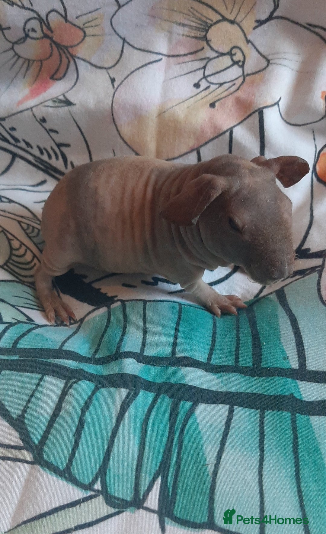 Guinea Pig rodents for sale: Skinny pigs. Various ages + prices. - Image 8