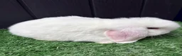 Mini Lop rabbits for sale: Mini lops available ready to leave now  - Advert 5