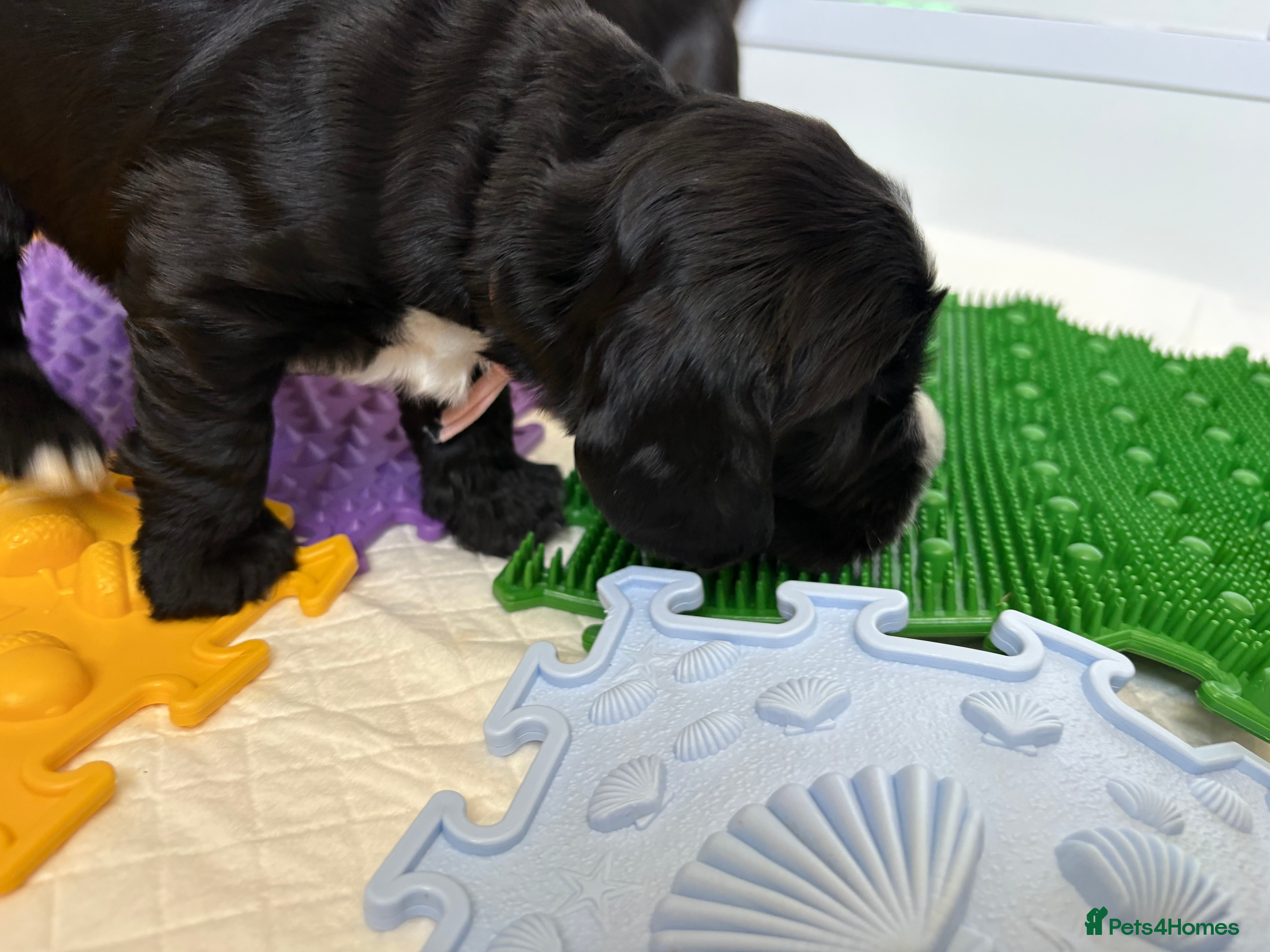Cocker Spaniel dogs Ready Now RKC Reg DNA CLEAR Show Cocker Female - Advert 2