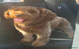 Mixed Breed dogs for sale: Cavapoo x cocker spaniels  - Image 5