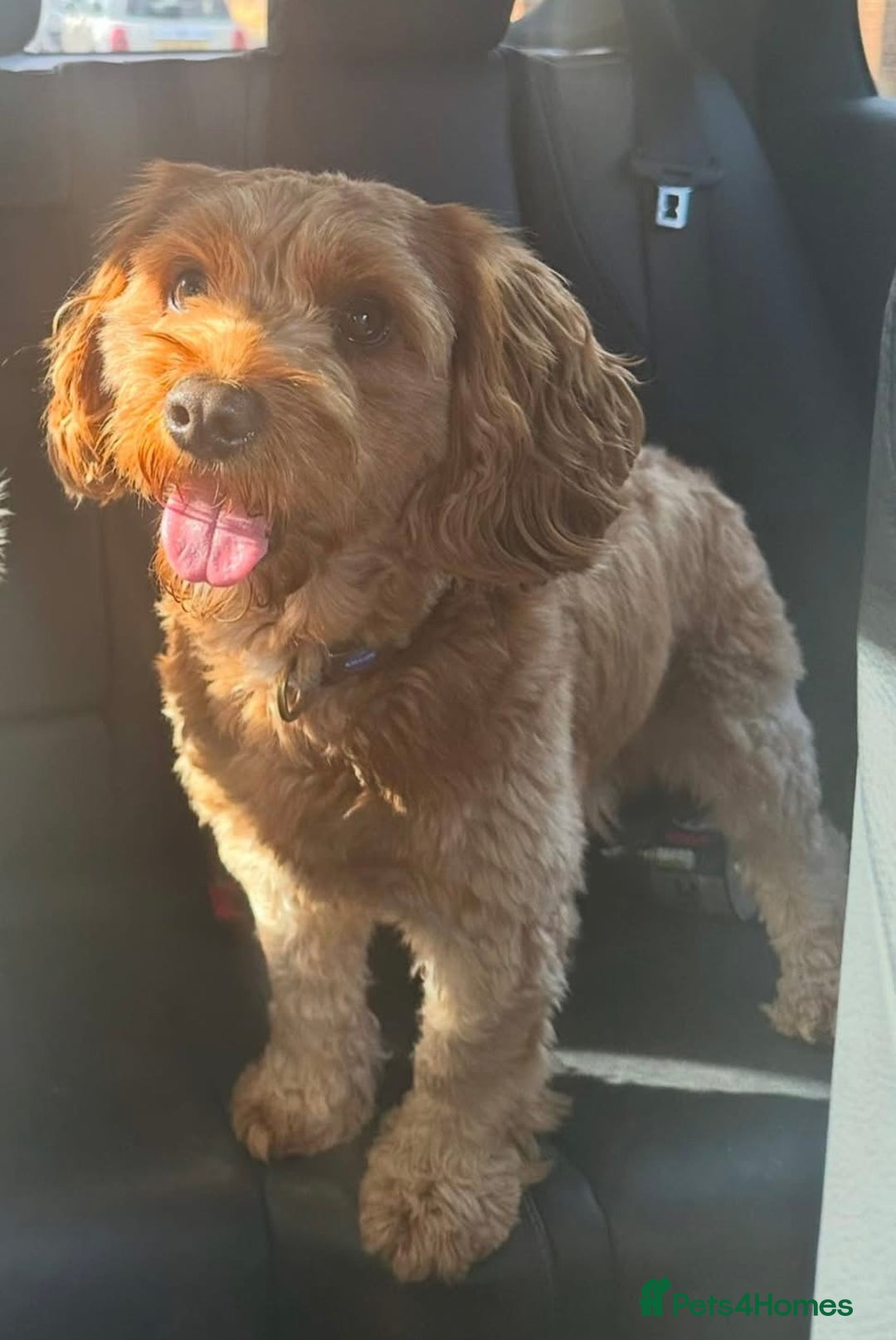 Mixed Breed dogs for sale: Cavapoo x cocker spaniels  - Image 5