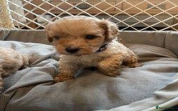 Cavapoo dogs for sale: Adorable toy Cavapoo pups apricot or fox red  - Image 3