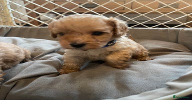 Cavapoo dogs - Advert 3