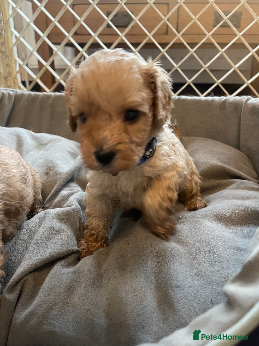 Cavapoo dogs for sale: Adorable toy Cavapoo pups apricot or fox red  - Image 3