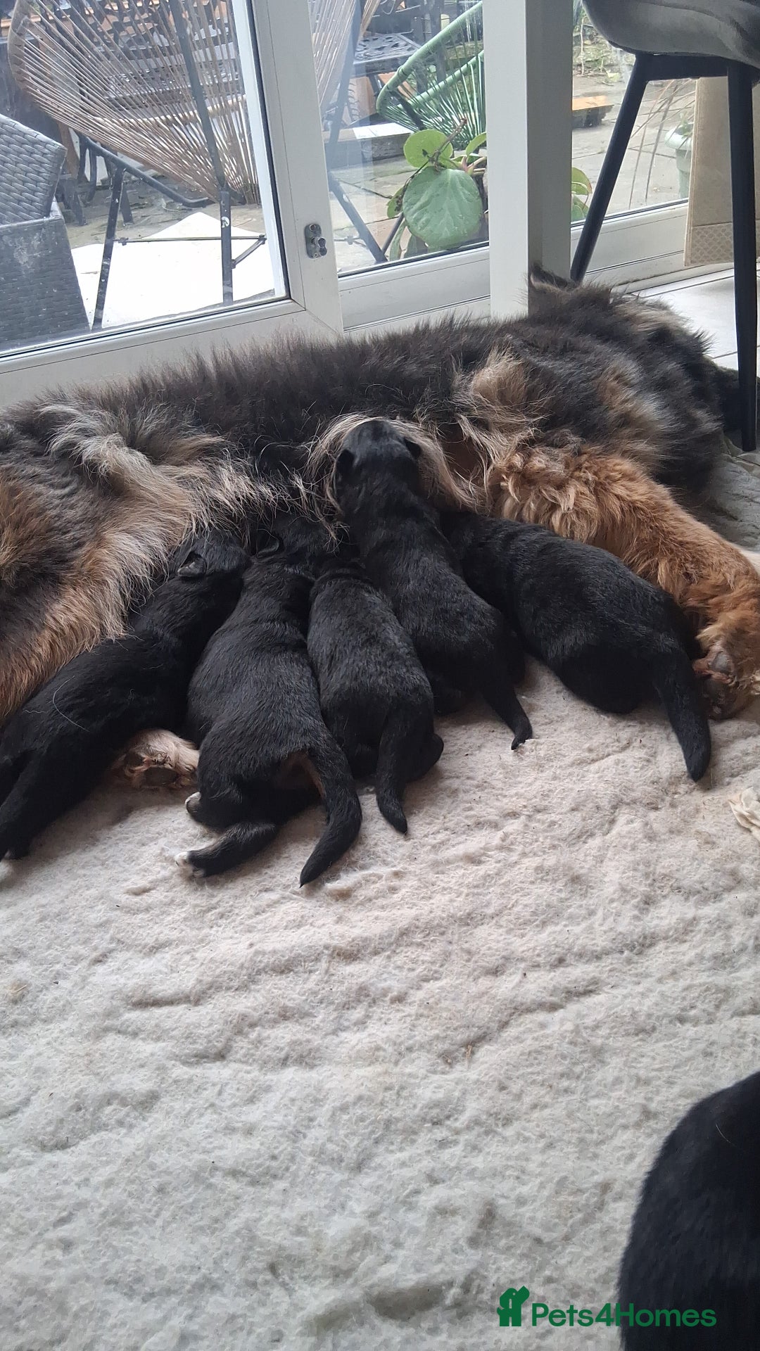 German Shepherd dogs for sale:   Last two KC Registered BeautifulGerman Shepherd  - Advert 10