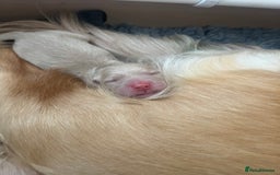 Golden Retriever dogs for sale: Pure bred Golden Retriever puppies - Image 18