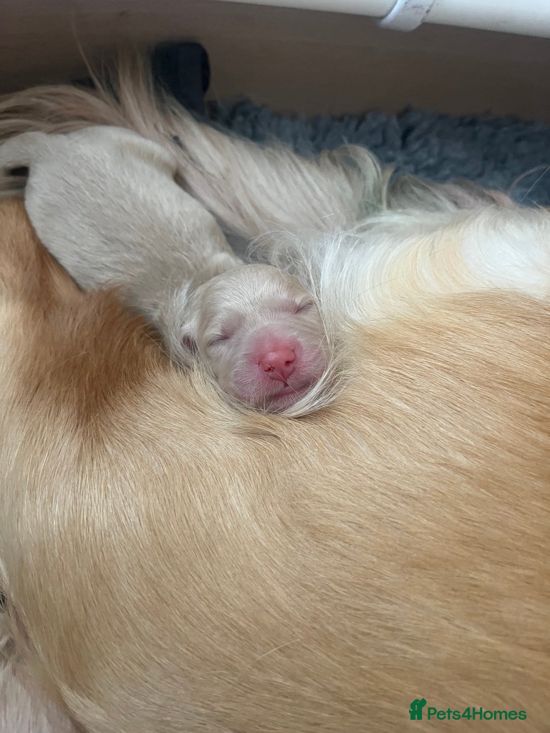Golden Retriever dogs for sale: Pure bred Golden Retriever puppies - Image 18