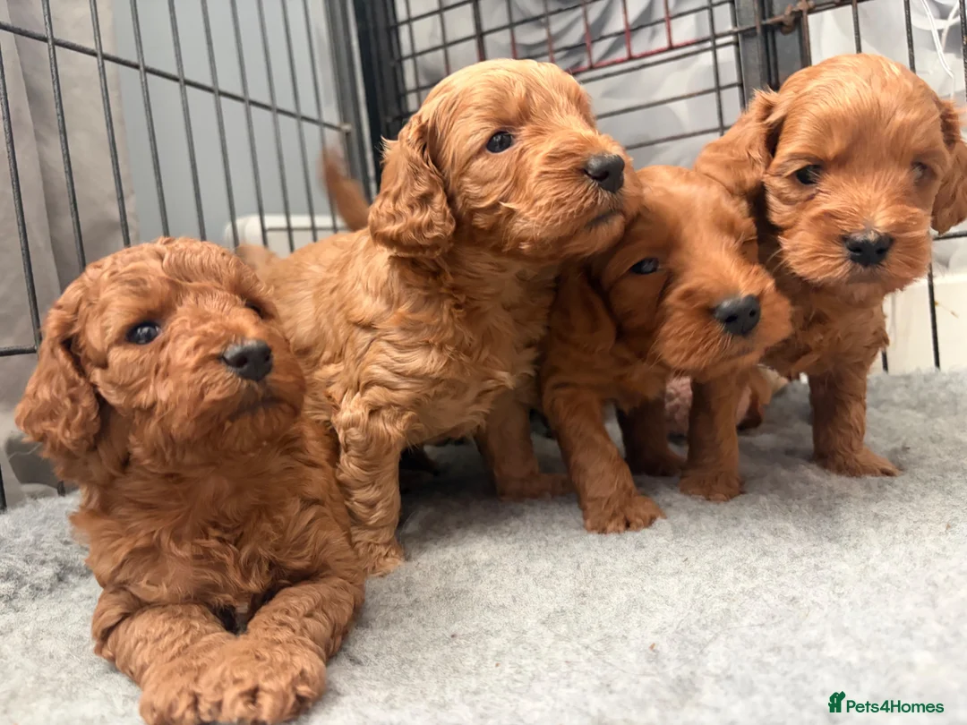 Cockapoo dogs for sale: Cockapoo Puppies for sale  - Advert 4