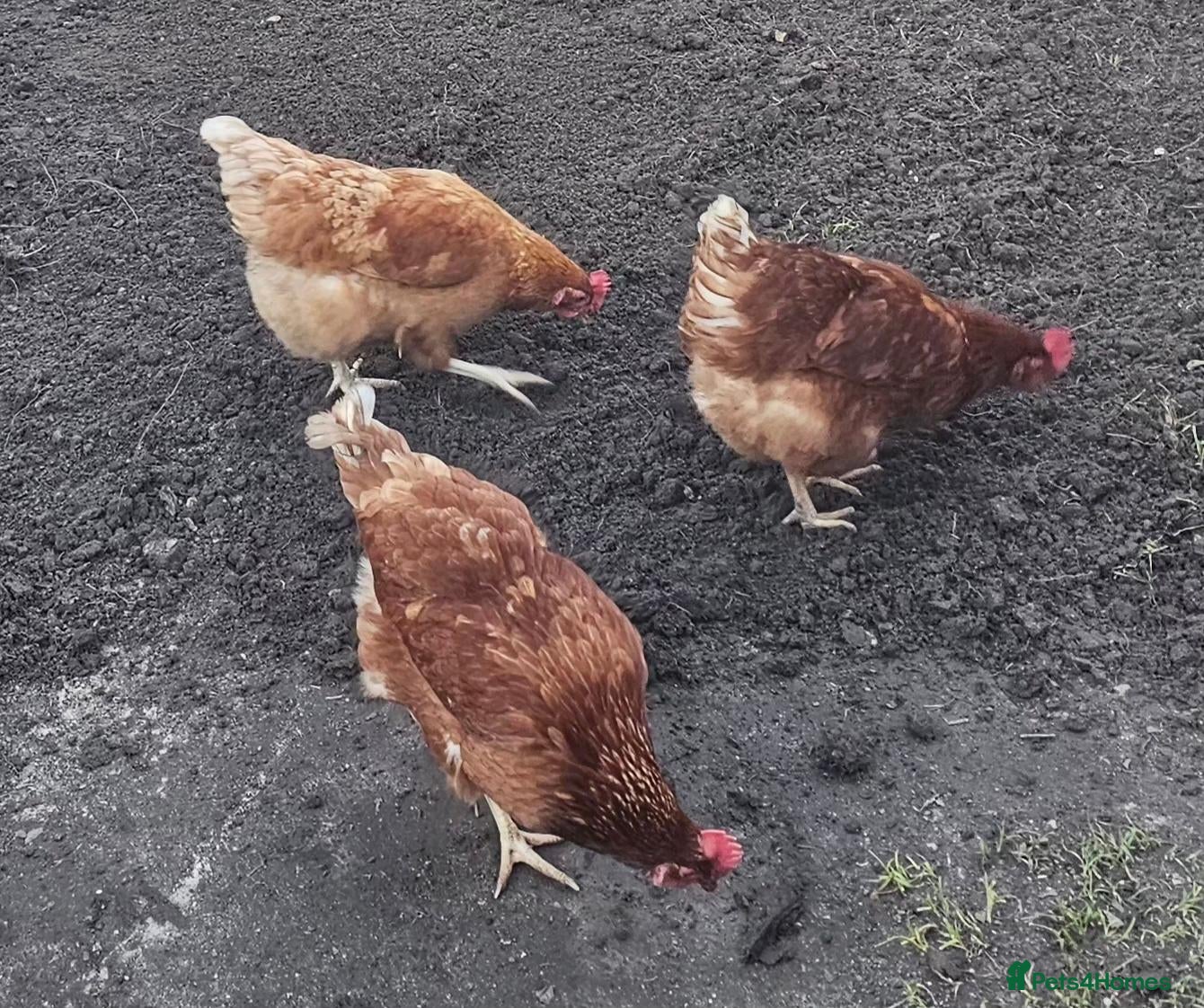 Chickens poultry 3 Warren Chickens - Advert 1