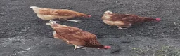 Chickens poultry for sale: 3 Warren Chickens - Advert 1