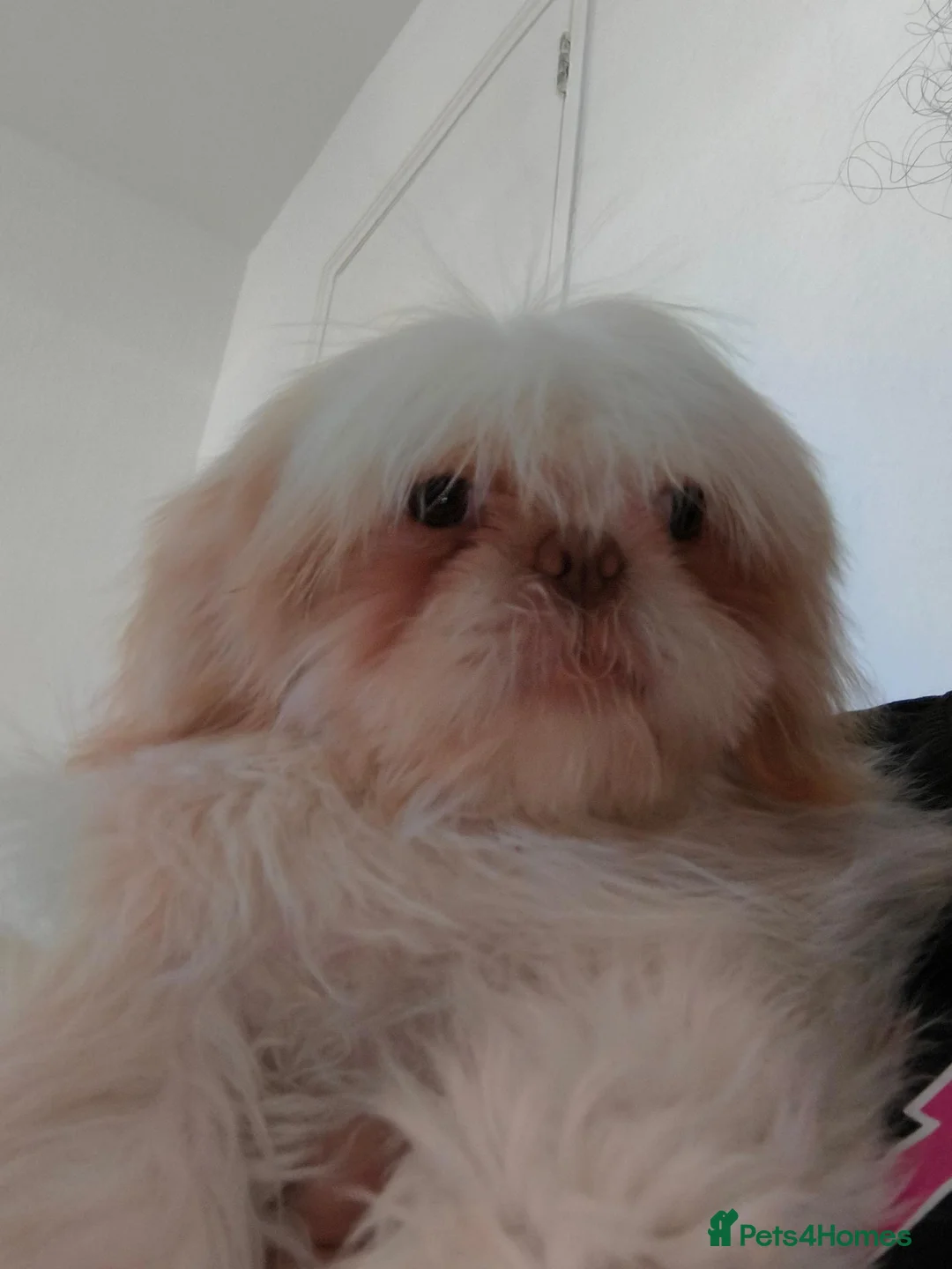 Shih Tzu dogs for sale: 4 months shih tzu baby - Advert 2
