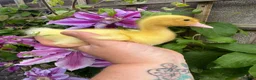 Ducks poultry for sale: Ducklings SOLD some expected end of june - Advert 1