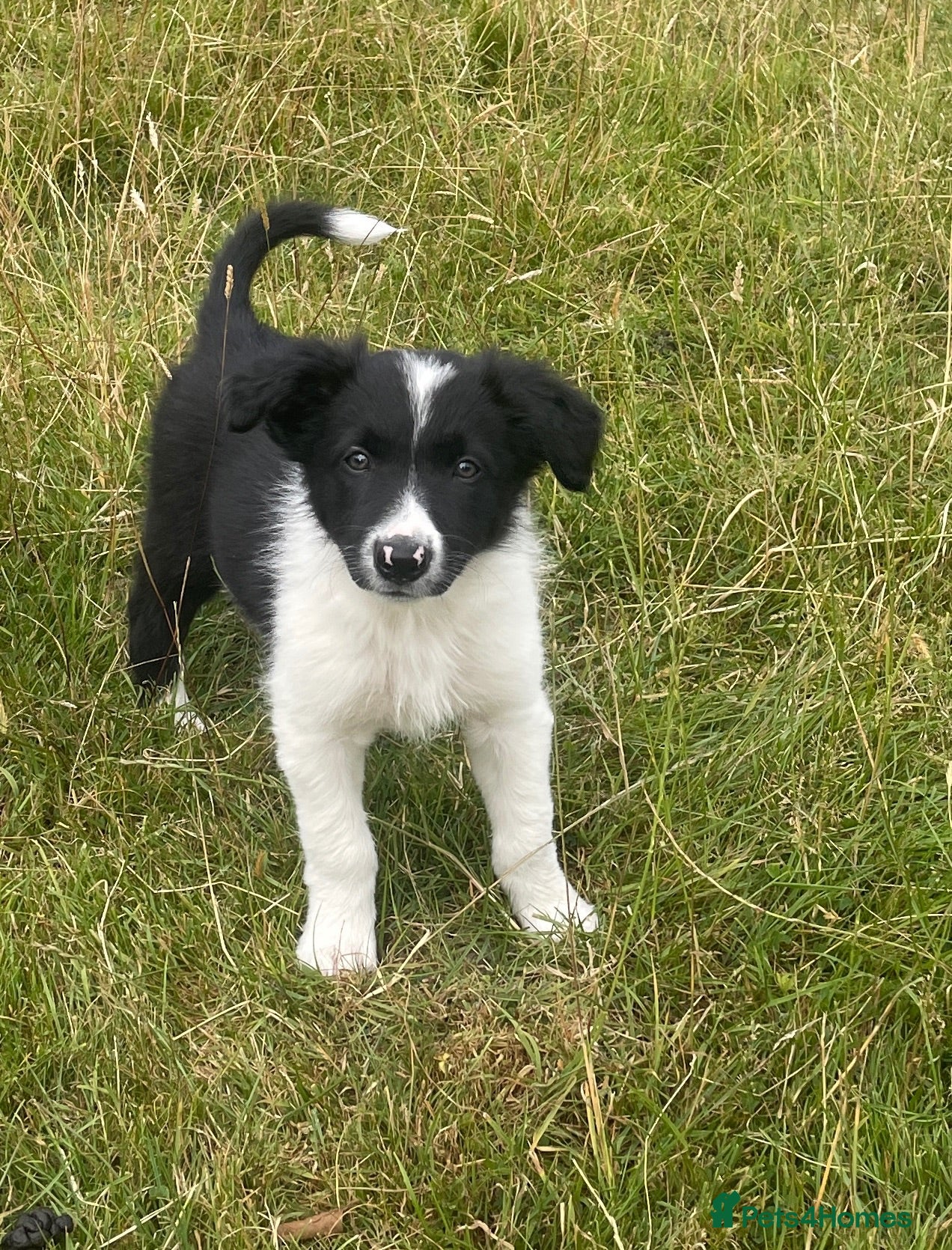 Border Collie dogs **** 1 Stunning Border Collie Puppy **** - Advert 1