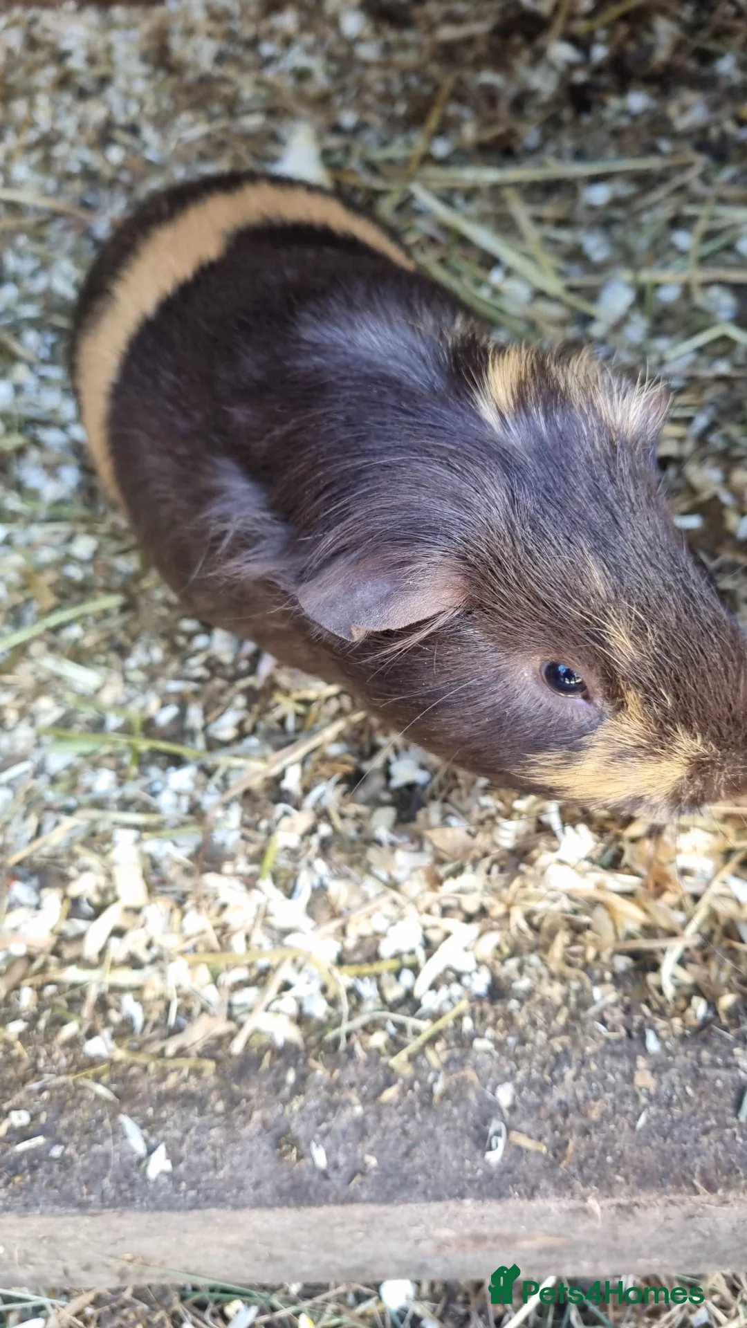 Guinea Pig rodents for sale: 1x male guineapig chocolate and ginger colour  - Advert 2