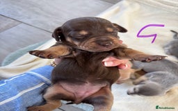 Chiweenie dogs for sale: CHIWEENIE PUPS - Image 5