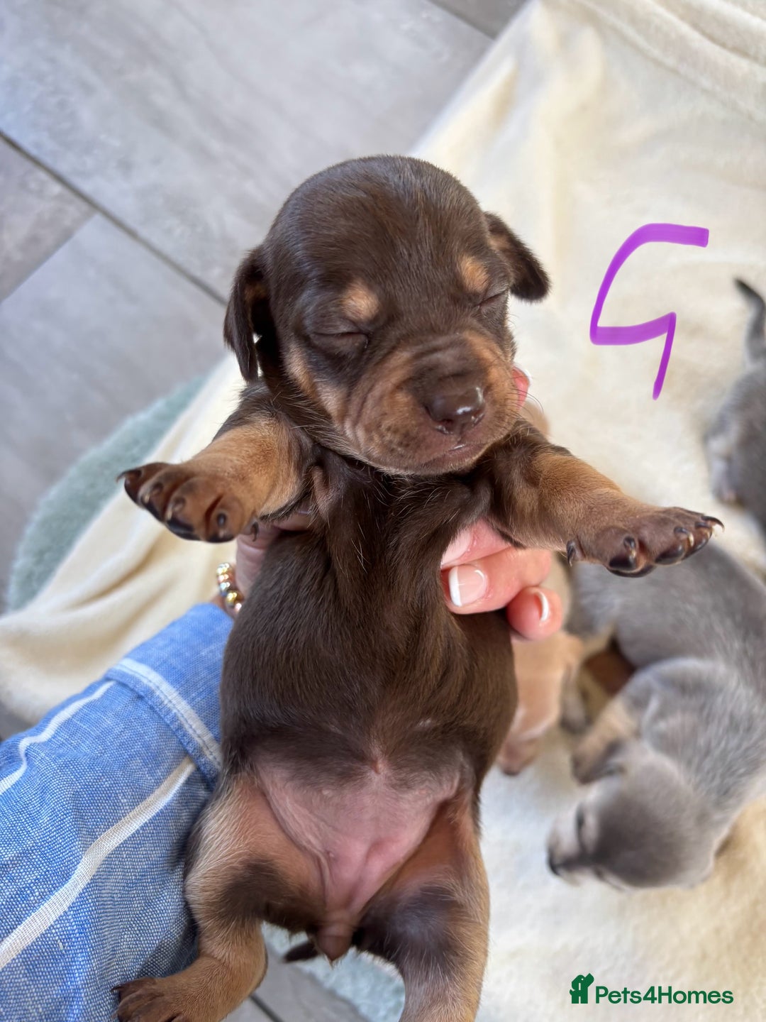Chiweenie dogs for sale: CHIWEENIE PUPS - Image 5