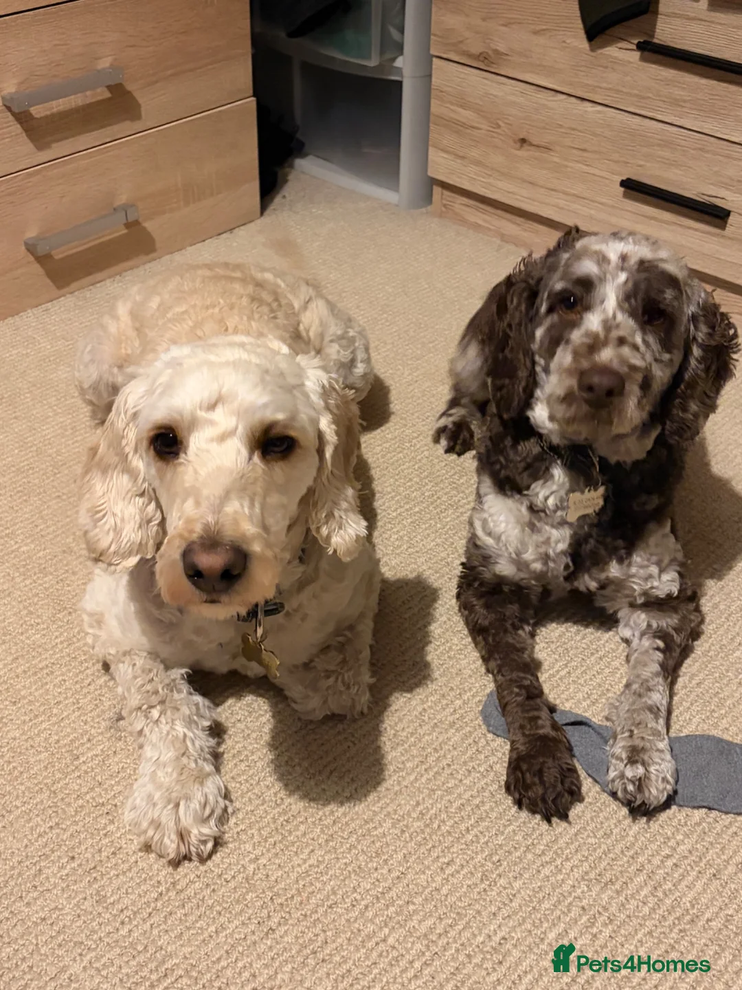 Cockapoo dogs for sale: Male Cockapoo dog looking for his forever home - Advert 2