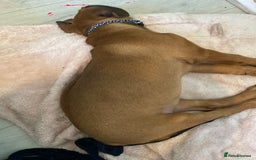 Mixed Breed dogs for sale: Puppy  - Image 3