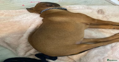 Mixed Breed dogs - Advert 5