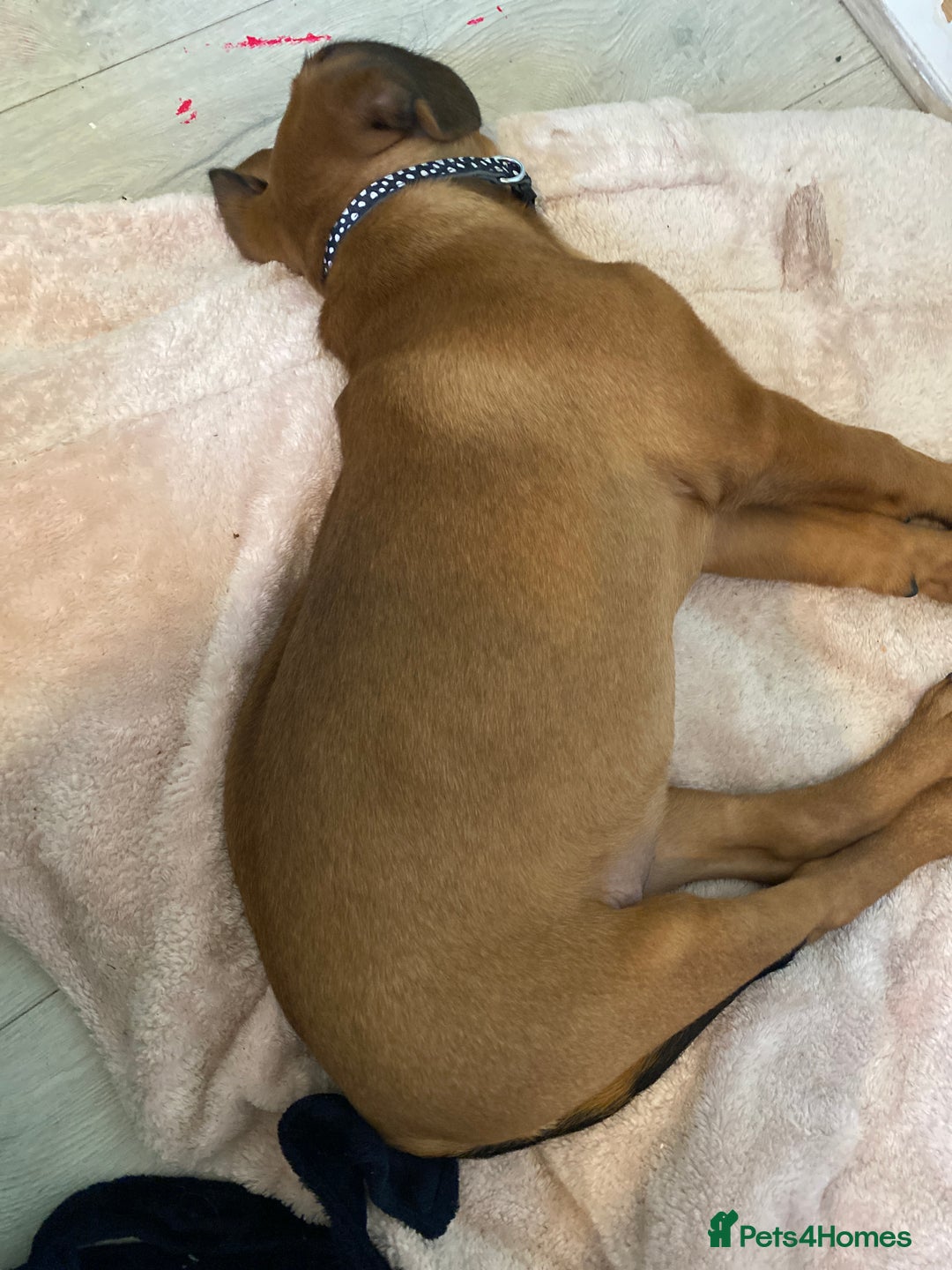 Mixed Breed dogs for sale: Puppy  - Image 3