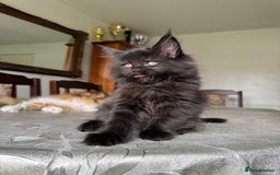 Maine Coon cats for sale: LARGE MAINE COON KITTENS - Image 5