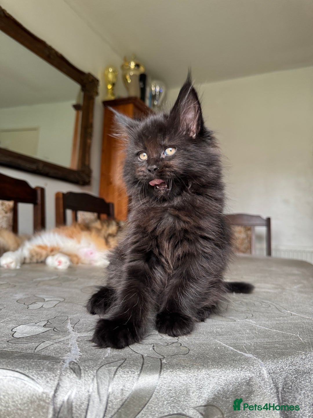 Maine Coon cats for sale: LARGE MAINE COON KITTENS - Image 5