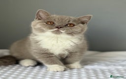 British Shorthair cats for sale: GGCF registered lilac bi kittens available  - Image 1