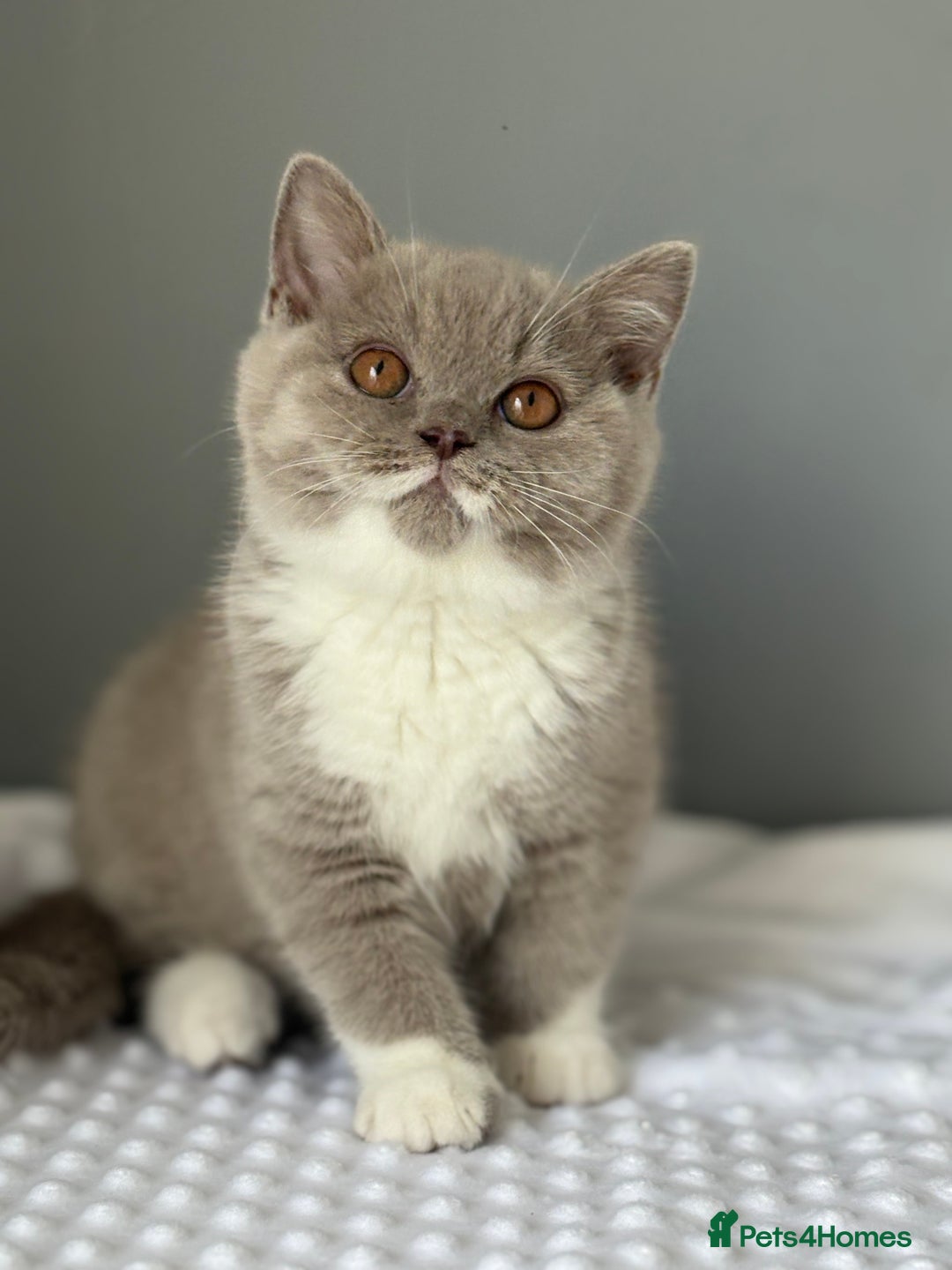 British Shorthair cats for sale: GGCF registered lilac bi kittens available  - Image 1