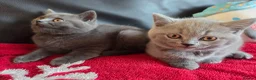 British Shorthair cats for sale: Beautiful British Shorthair kittens - Advert 17