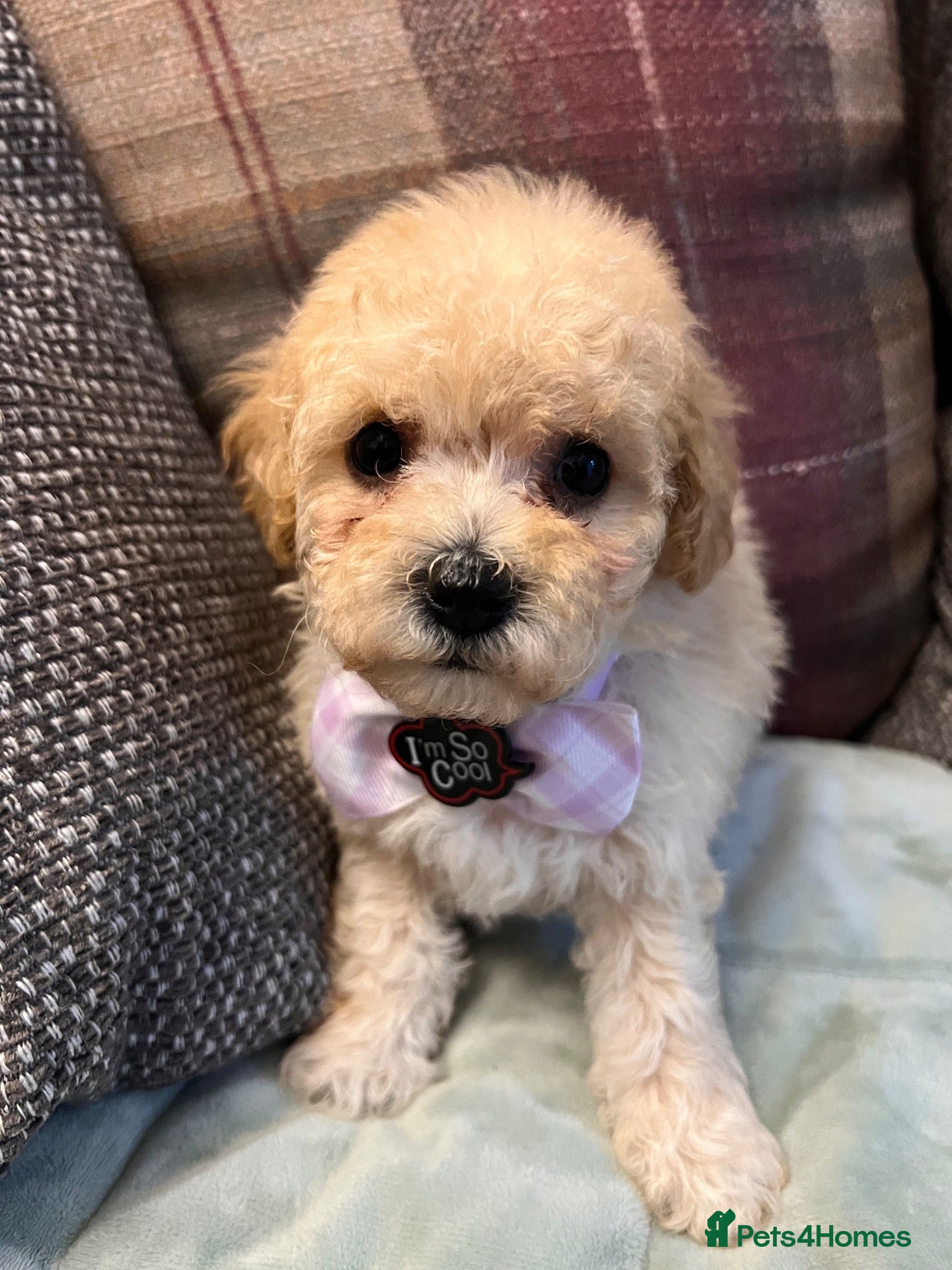 Poochon dogs Poochons born to Extensively HealthTested parents  - Advert 2