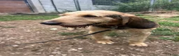 Korthals Griffon dogs for adoption: Chicu in New Romney - Advert 2